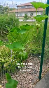 pin on straw bale gardening