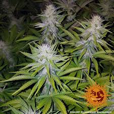 Nova og von anesia seeds: Cookies Kush Cannabis Seeds Barneys Farm