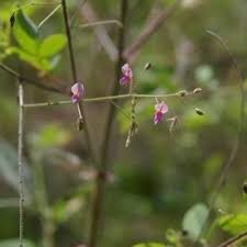 Image result for Desmodium tortuosum