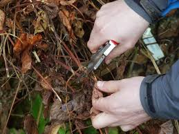 We did not find results for: Clematis Clematis Care In Autumn Preparation For Winter Trimming And Shelter Plant How To Cover Clematis For The Winter All About The Preparation Pruning And Proper Shelter