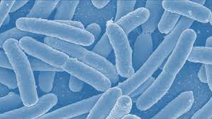 The urethra is the tube carrying urine from the bladder to outside your body. Beating E Coli What Are You Doing To Break The Chain Of Infection Public Health Matters