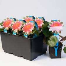 Les plantes aquatiques sont des plantes qui ont les racines sous l'eau. Acheter Plantes Aquatiques Paniers Et Terreau Pour Bassin