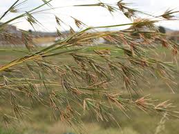 Image result for Themeda