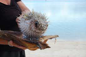 However, when threatened, the spotted porcupinefish has the incredible ability to swallow water and. The Spot Fin Porcupinefish Whats That Fish