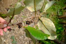 Image result for Monotes dasyanthus