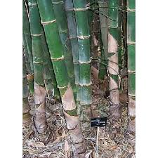 Image result for Bambusa balcooa