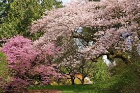 They might be dogwoods, a powerhouse of landscape design that has a number of great cultivars and varieties. 9 Best Places To Find Cherry Blossoms In Seattle Small Town Washington