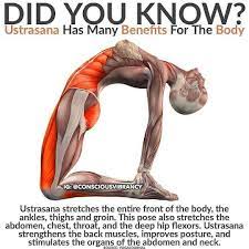How to do the ustrasana. Benefits Of Ustrasana Yoga Yoga Benefits Yoga Training Yoga Postures