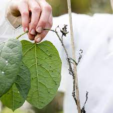 .identify japanese knotweed, characteristics of japanese knotweed, different types of japanese knotweed, plants that look like japanese knotweed and many other japanese knotweed related. Amsterdam Releases 5 000 Leaf Fleas To Halt Japanese Knotweed Spread Netherlands The Guardian