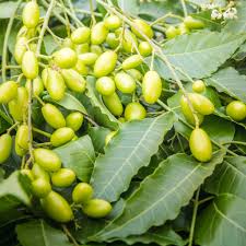 Image result for Azadirachta indica