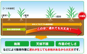 ポルトなら 10葉期のヒエもバッサリ枯らす しかも 作物には安全性が高い 日産化学アグロネット