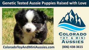 Check spelling or type a new query. How To Get Red Tri Blue Eyed Mini Australian Shepherd Puppies Colorado Youtube