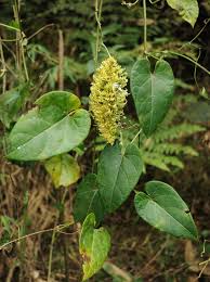 Image result for Cynanchum praecox