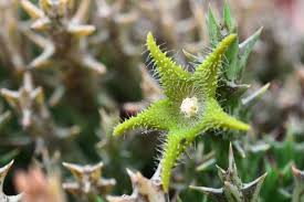 Image result for Orbea dummeri
