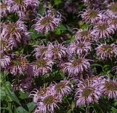 By filling your garden with a variety—including annuals, perennials. Monarda Bradburiana Bee Balm Sugar Creek Gardens