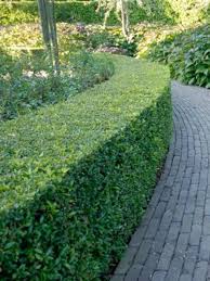 japanse hulst buxusalternatief buxus tuin tuin ideeen tuin hagen