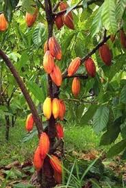 De La Feve De Cacao Au Chocolat Les Cabosses De Cacao Fruits Exotiques Salade De Fruits Exotiques Arbre Fruitier