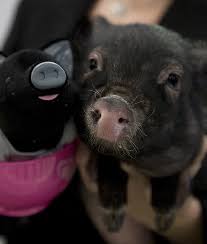 Guinea pigs are known to make docile, sociable, and loving pets. 10 Tips For Owning A Teacup Pig Mom Com