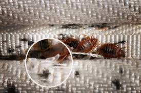 Image result for bed bugs eggs