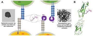 Ces anticorps de synthèse sont censés épauler le système immunitaire pour neutraliser le coronavirus. Des Anticorps En Plastique Une Nouvelle Arme Contre Le Cancer
