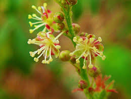 Image result for Erianthemum virescens