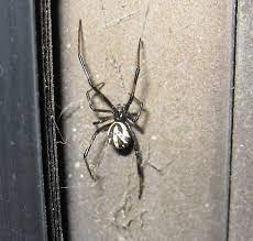 Uk spiders will often enter our homes in search of somewhere warm to shelter, especially in autumn and winter. Black Spider With White Markings On Back Latrodectus Hesperus Bugguide Net