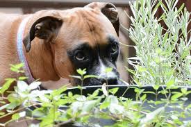 Plant robust plants & shrubs. Plants Toxic To Dogs