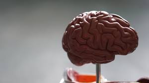 Check spelling or type a new query. Solving The Mammal Brain Size Puzzle