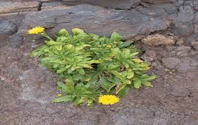 Image result for Tolpis