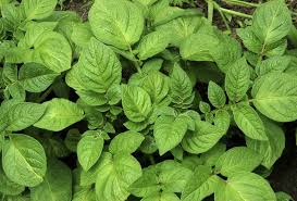 We did not find results for: Can You Prune Potato Plants Potato Plant Growth And Pruning
