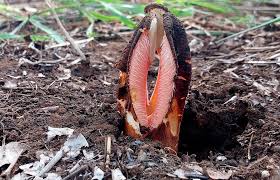 Image result for Zanha golungensis