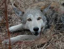Image result for what is the average size of a coyote pack