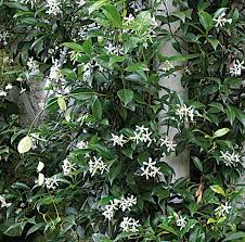 Bouturer 4 Arbustes Frileux Comment Faire Une Bouture Idees Jardin Astuce Jardin