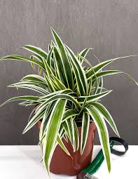 Image result for Chlorophytum comosum