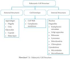 eukaryotic cell structure