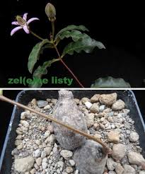 Image result for Raphionacme michelii