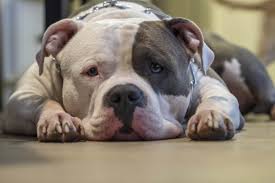 You can teach him how dog is a faithful animal. Bullypit Is The American Bulldog Pitbull Mix Your Kind Of Dog K9 Web