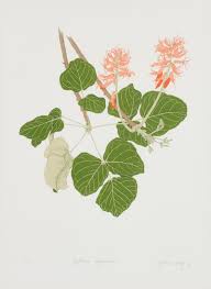 Image result for Erythrina abyssinica