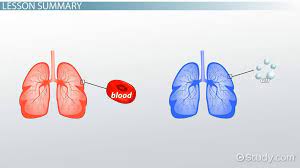 If the infection allows air to escape from the lungs into the chest cavity (pneumothorax) or if fluid collects in the pleural space (pleural effusion), the patient may have difficulty breathing. Hemothorax Vs Pneumothorax Video Lesson Transcript Study Com