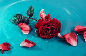 Rose Flower In Water Water Flowers Rose Flower New Wallpaper