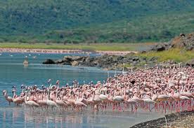 Hotel lake naivasha sopa resort, naivasha: 8 Days 7 Nights Tsavo East Tsavo West Amboseli Lake Naivasha Lake Nakuru Mara Facebook
