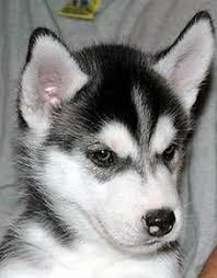 Black White And Brown Husky Pin By Chris Folmer On Husky Pictures White Husky Husky Puppy Siberian Husky Puppies