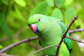 They can cost from $250 to $1,000 from a breeder; 25 Different Types Of Green Parrots With Pictures