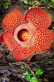 Rafflesia The World S Largest Bloom Video Bloom Large Flowers Big Flowers