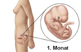 Beim kinderwunsch können ovulationstests und schwangerschaftstests hand in hand arbeiten, um ihre. Schwangerschaft