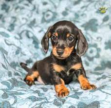 • 29 млн просмотров 1 год назад. Harper Dachshund Mini Puppy For Sale In Sacramento Pa Happy Valentines Day Happyvalentinesday2016i