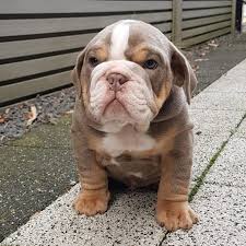 This page also includes some olde english bulldogge and victorian bulldog breeders. English Bulldogs Royal English French Bulldog Puppies Sale