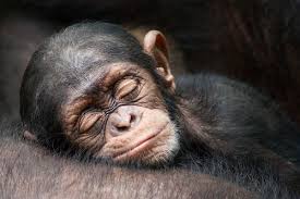Sleeping Chimp Cute Animals Baby Adorable Sleep Animal Sleeping Monkey Animal Pictures Chimp Sleeping Animals Cute Animals Cute Baby Animals