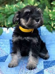 Majestic mini schnauzers is an arizona breeder with beautiful, family raised miniature and toy schnauzer puppies. Black And Silver Miniature Schnauzer Puppies For Sale