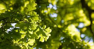 In central and north florida, it puts on an amazing show each spring with a beautiful display of pink flowers. The 5 Best Florida Shade Trees Tampa Tree